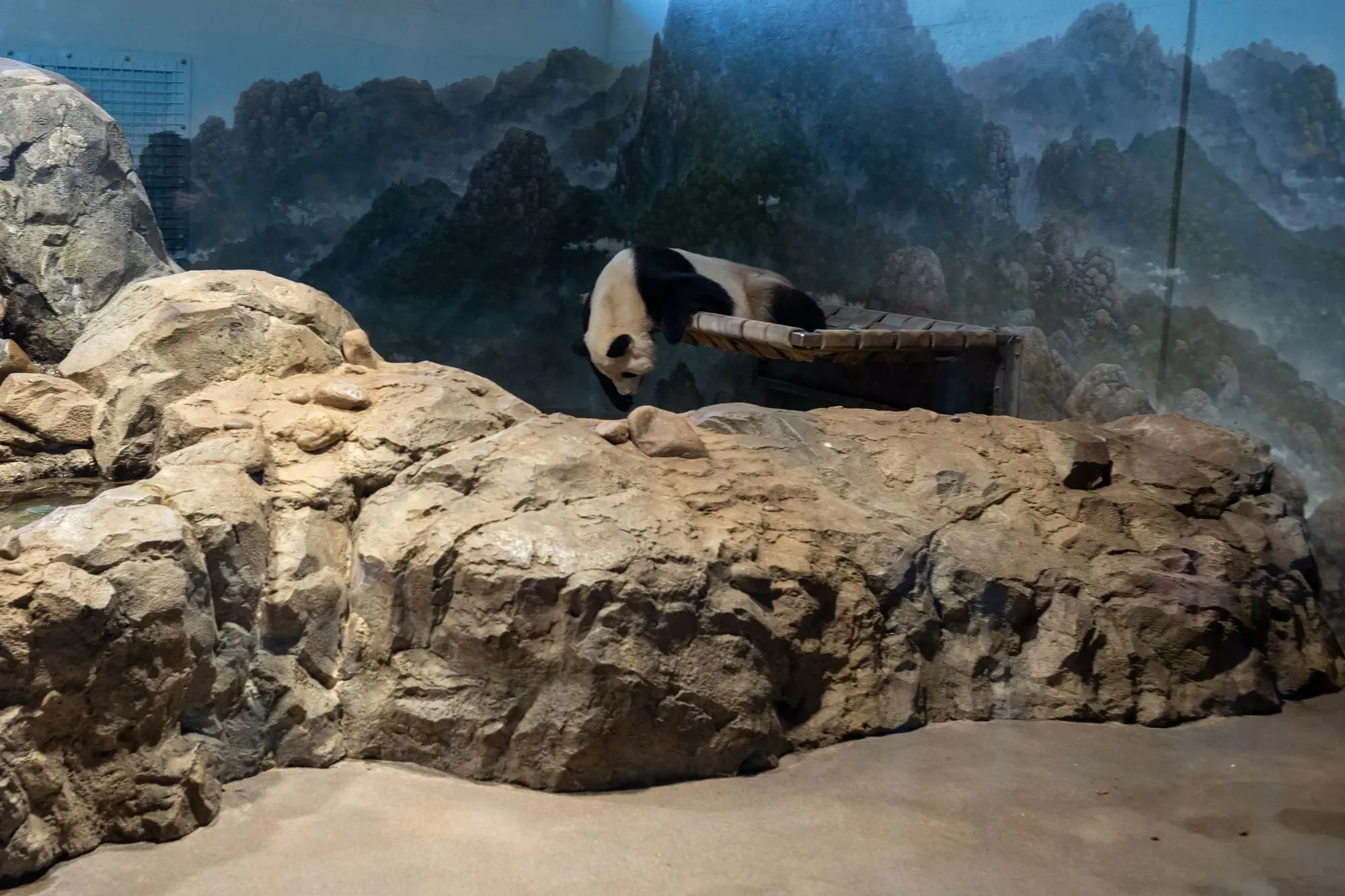 Sad Panda